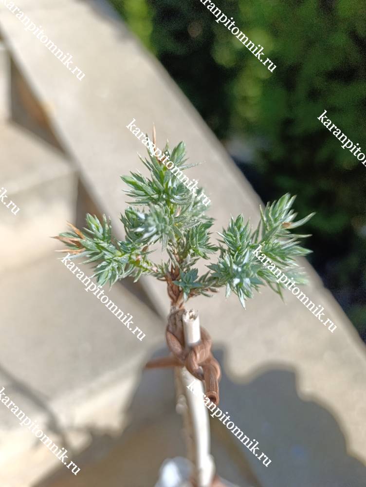 Можжевельник чешуйчатый Тропикал Блю (штамб Ра40) фото